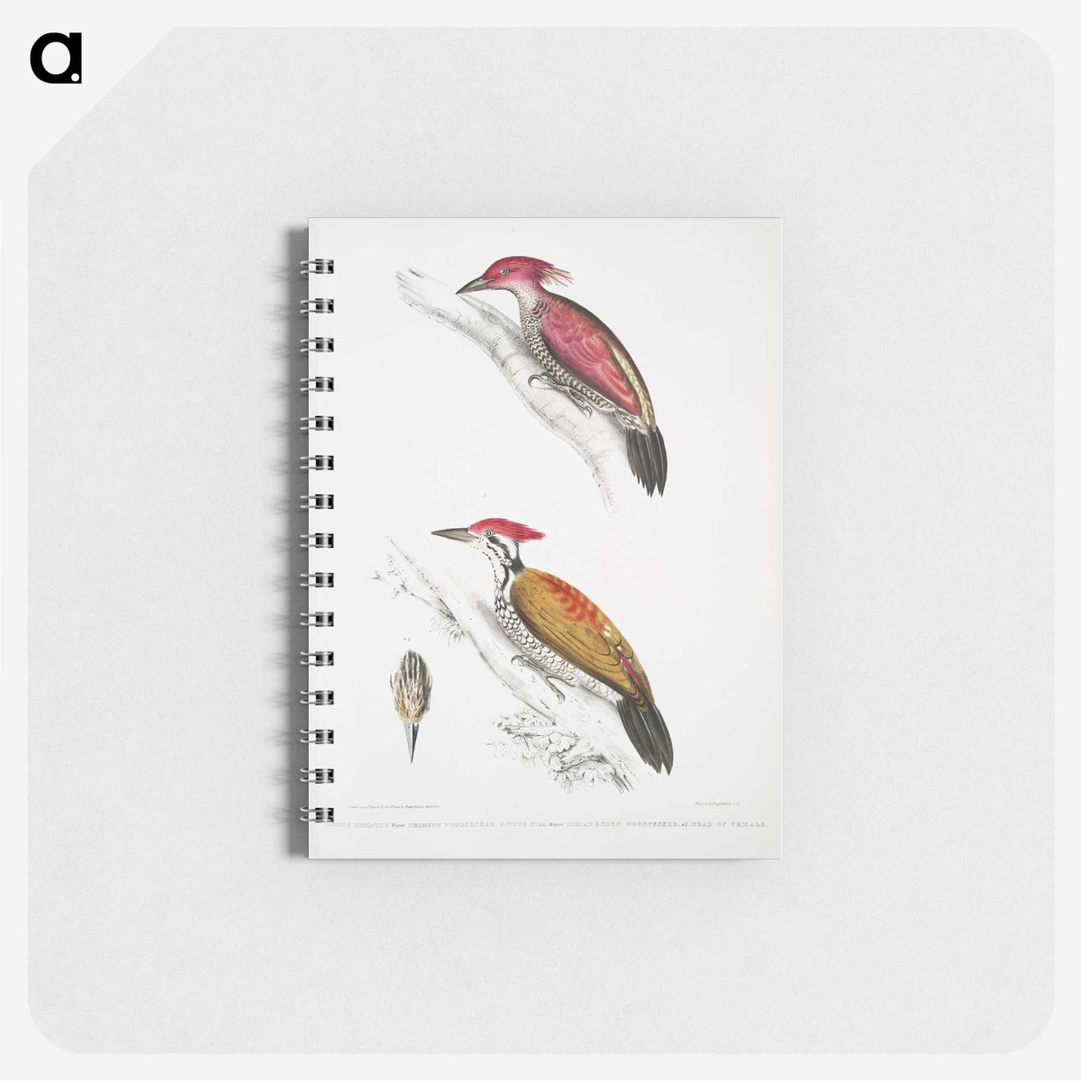 1-75_Indian-Zoology_memo