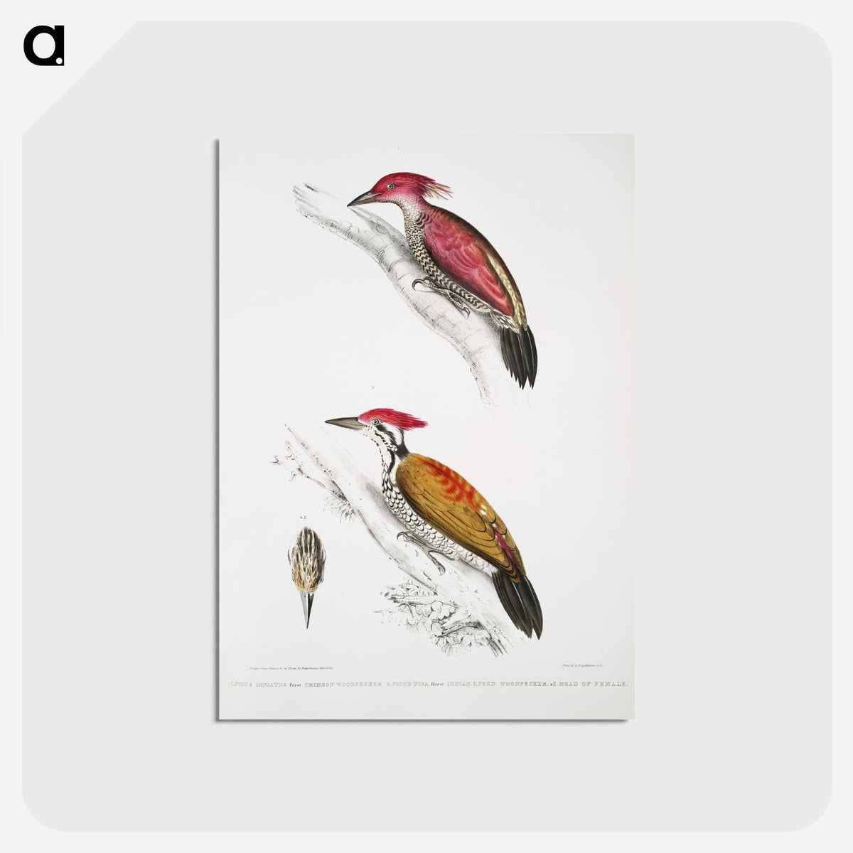 1-75_Indian-Zoology_postcard