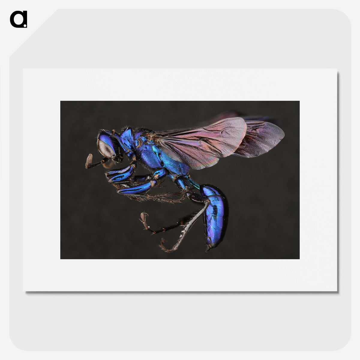 1-75_Insects-Unlocked-Project_picture