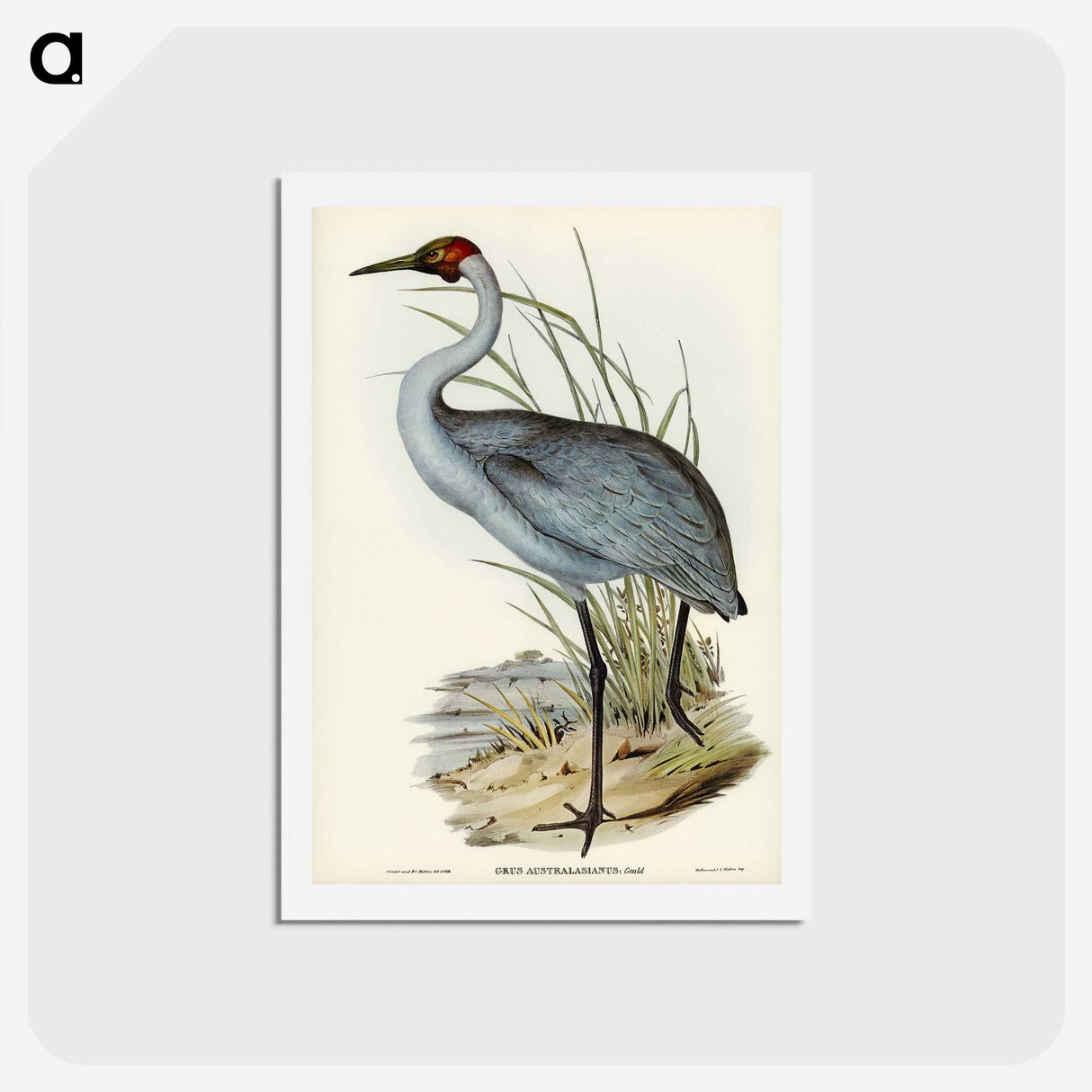 1-75_John-Gould_hagaki