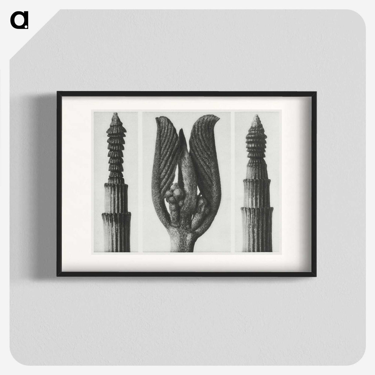 1-75_Karl-Blossfeldt_blk