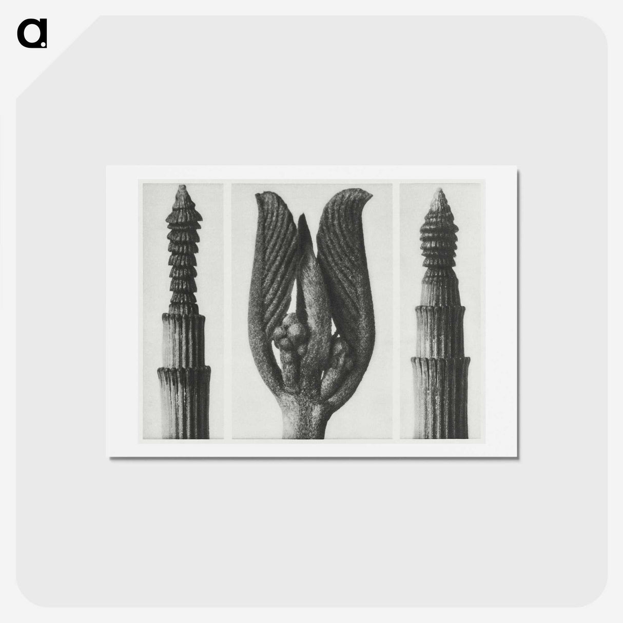 1-75_Karl-Blossfeldt_hagaki