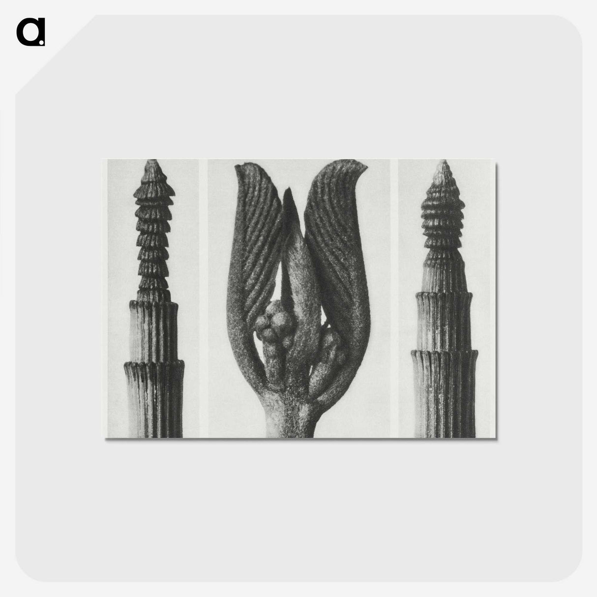 1-75_Karl-Blossfeldt_postcard