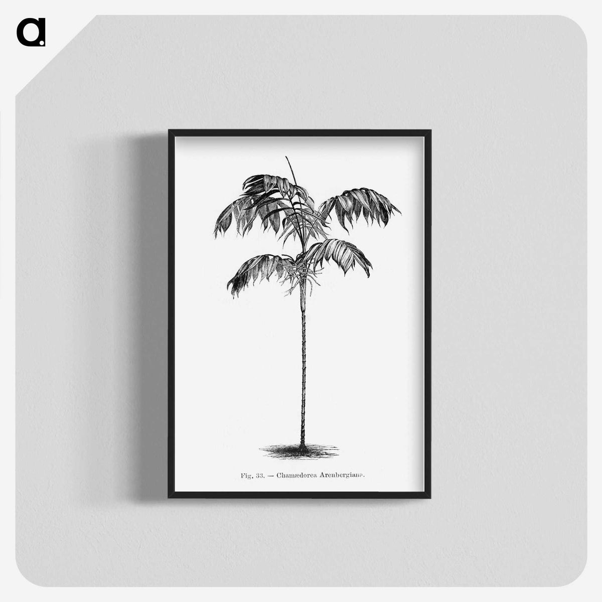 1-75_Les-Palmiers-Histoire-Iconographique_blk-crop