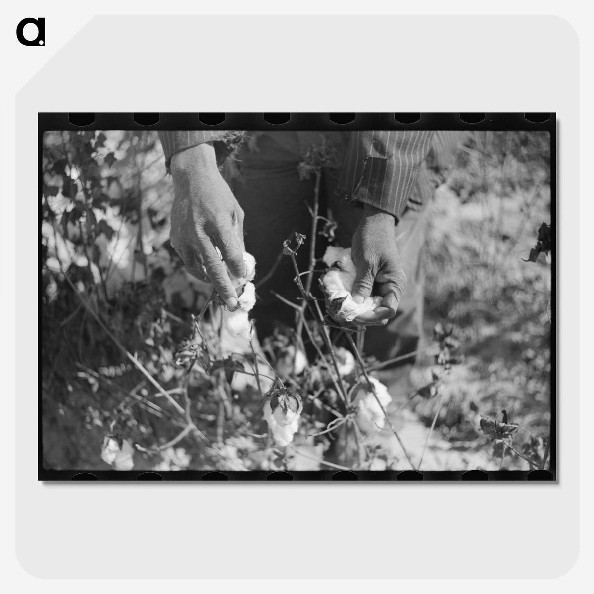 1-75_Marion-Post-Wolcott_picture-crop