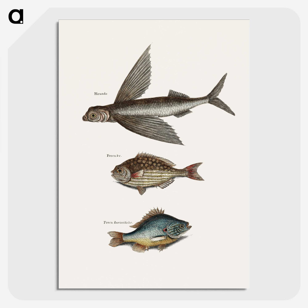 1-75_Mark-Catesby_picture-crop