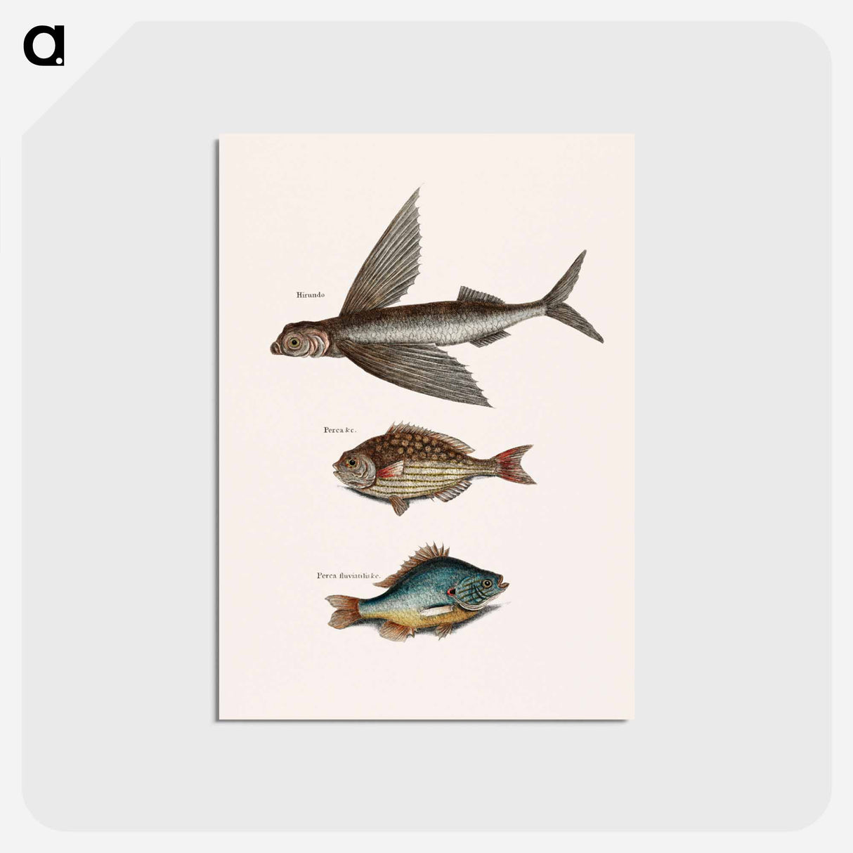 アートポストカード-Flying Fish, Rudder Fish, and Perch
- マーク ケイツビー Postcard.
