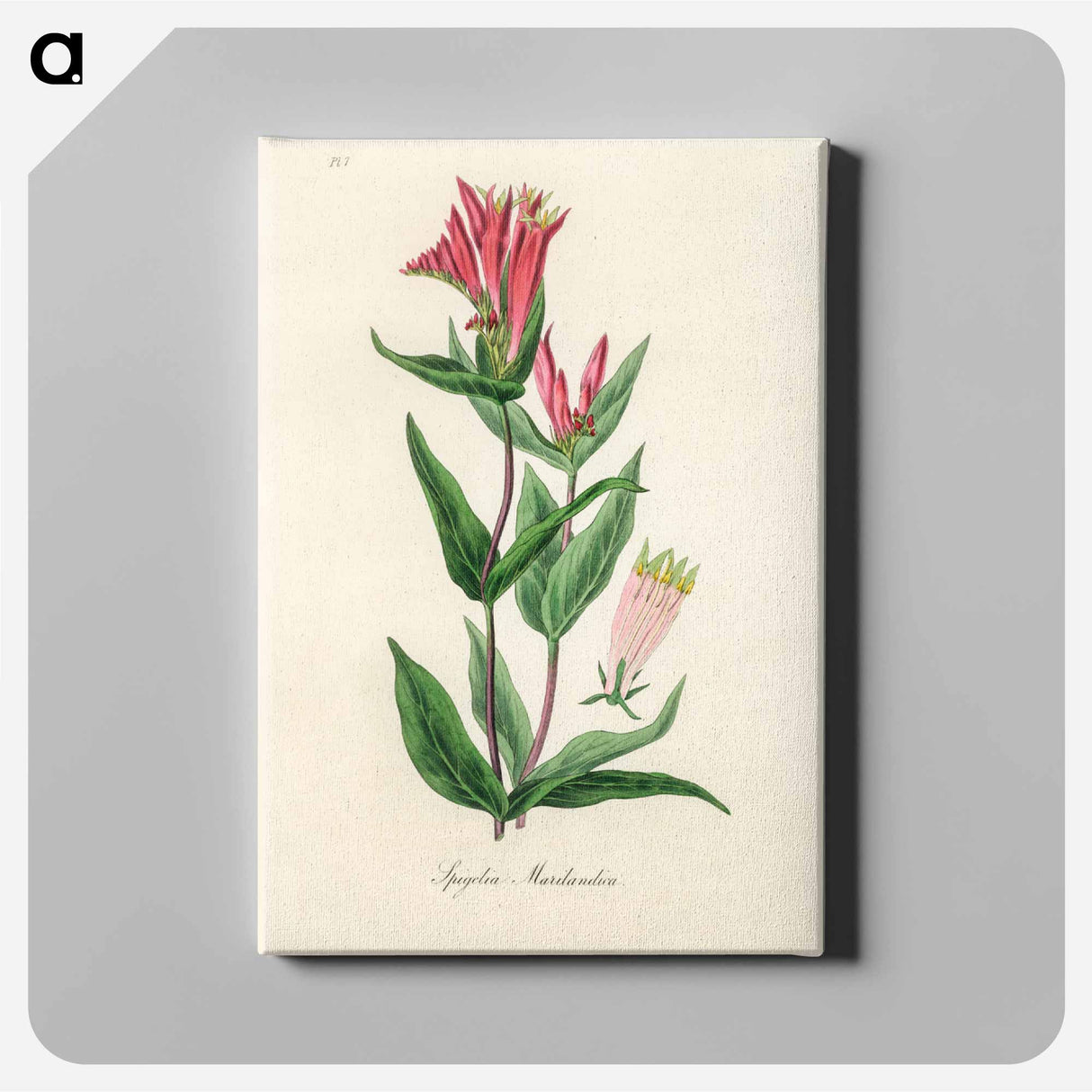 アートパネル-Woodland Pinkroot Illustration
- 薬用植物学 Canvas.