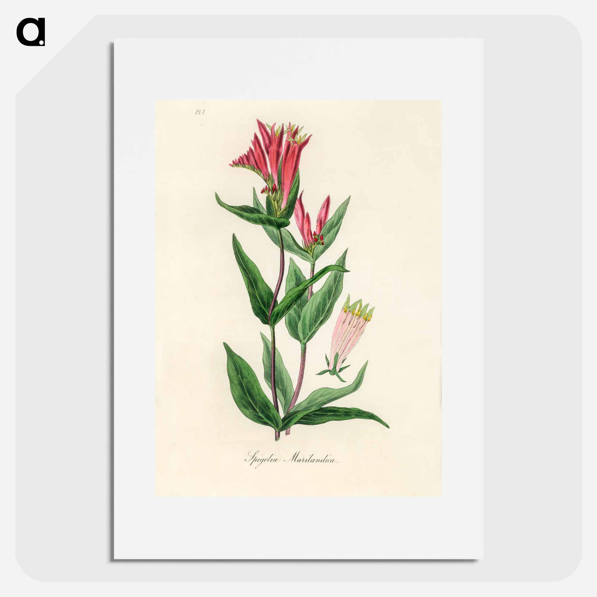 アートポスター-Woodland Pinkroot Illustration
- 薬用植物学 Poster.