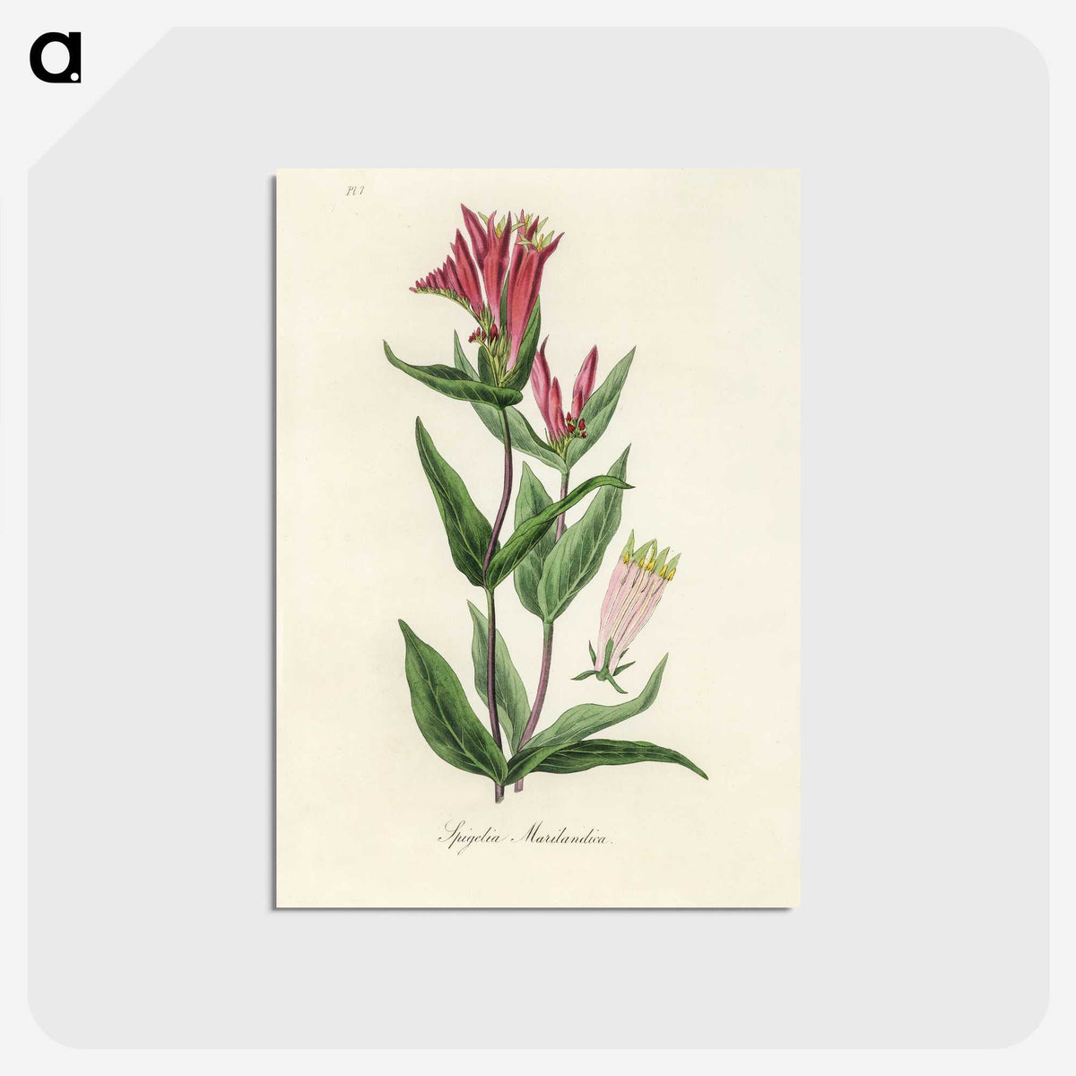 1-75_Medical-Botany_postcard