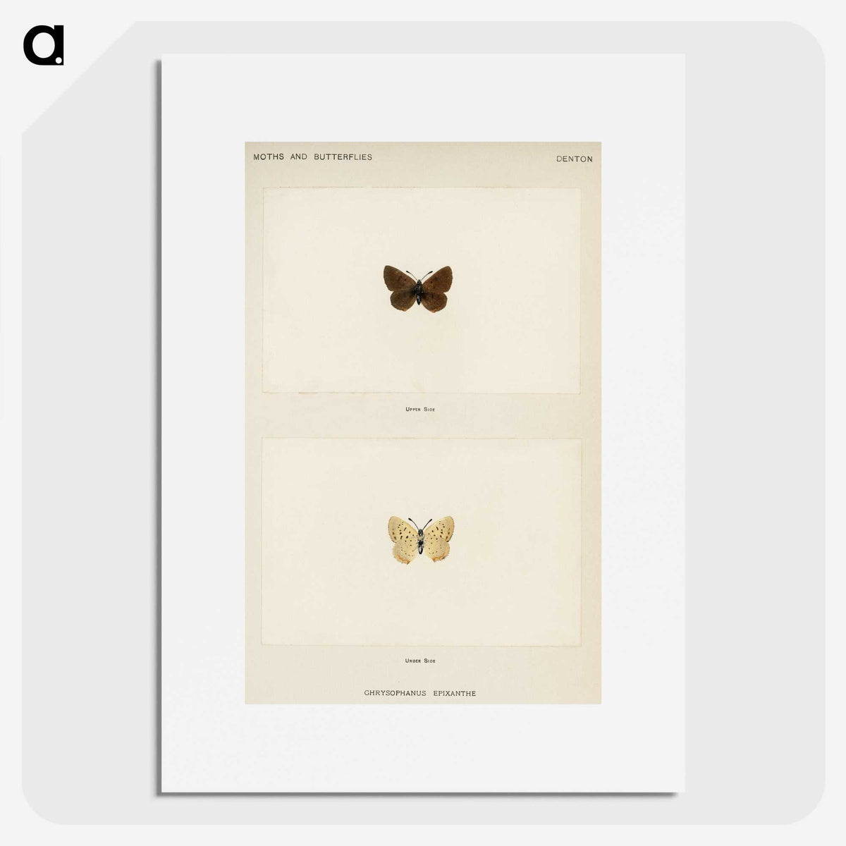 1-75_Moths-and-Butterflies-of-the-United-States_picture