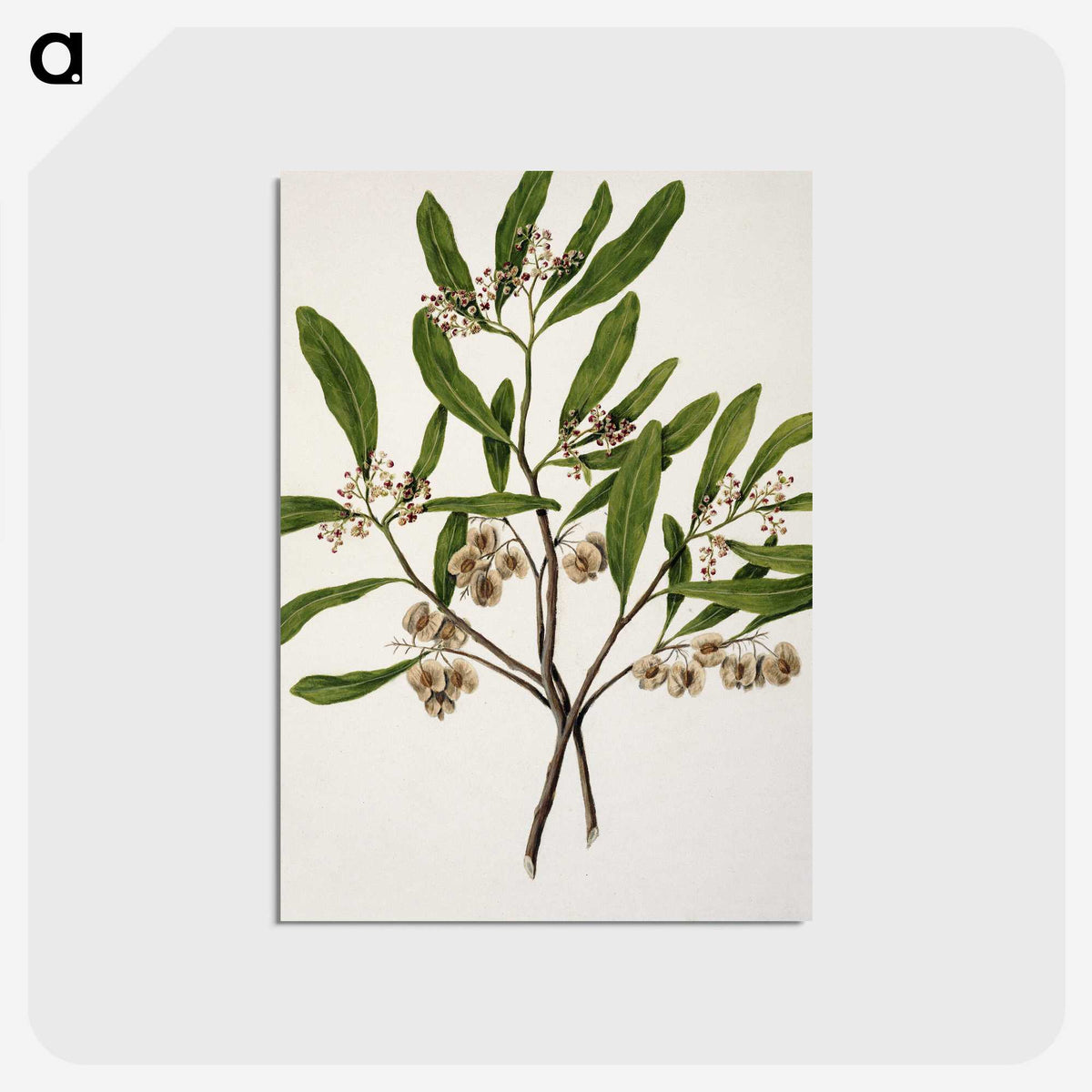 1-75_Native-Flowering-Plants-of-New-Zealand_postcard