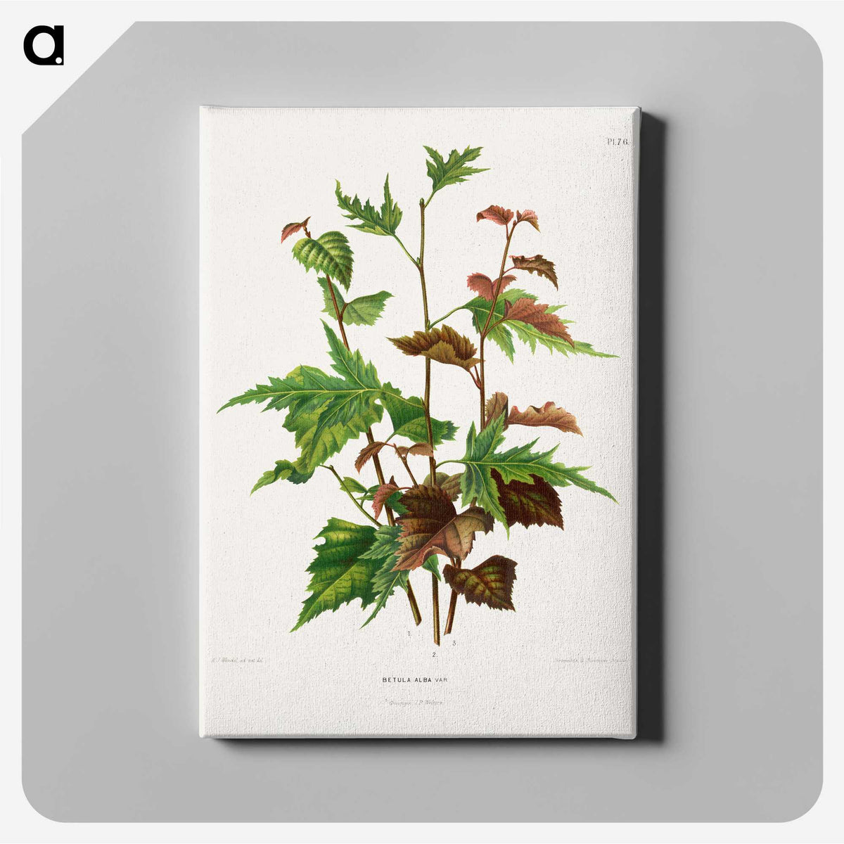 1-75_Nederlandsche-Flora-en-Pomona_canvas
