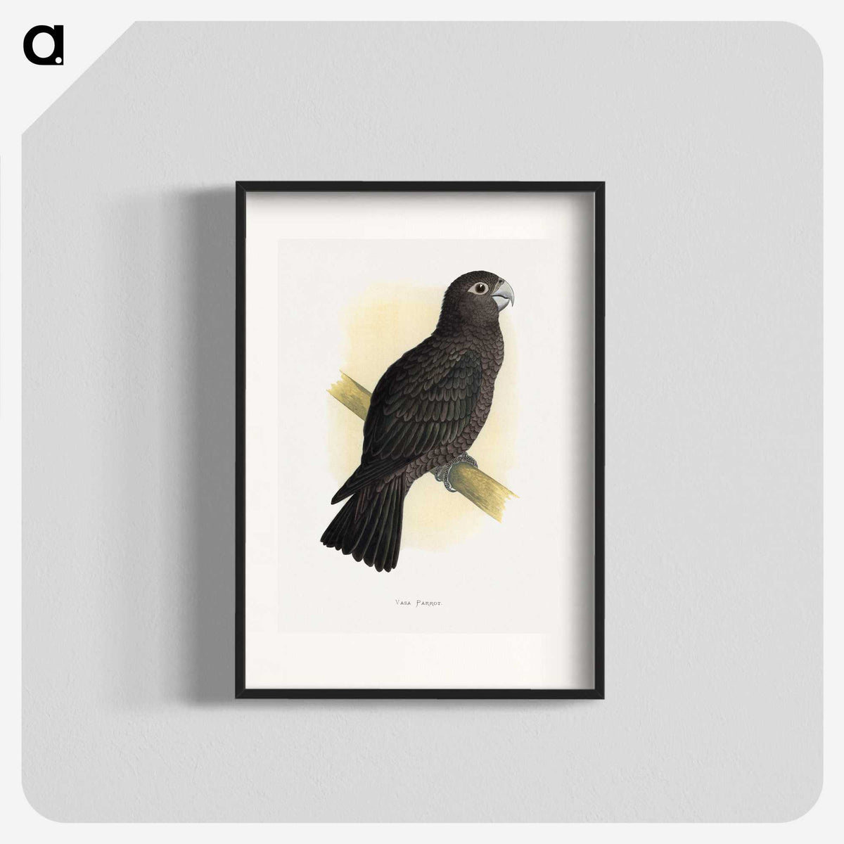 1-75_Parrots-in-Captivity_blk