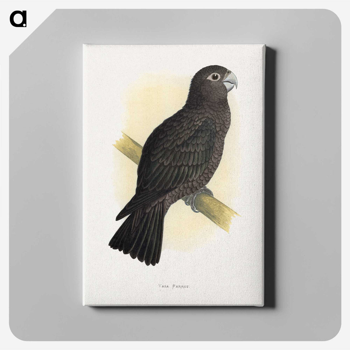 1-75_Parrots-in-Captivity_canvas