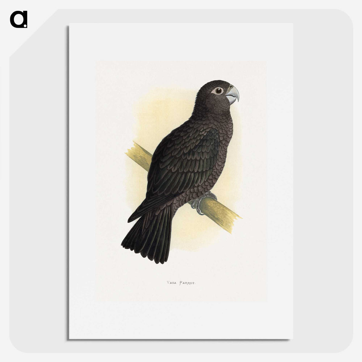 1-75_Parrots-in-Captivity_picture