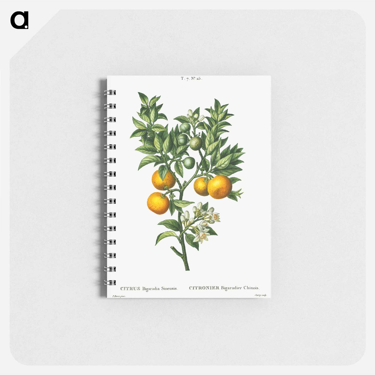 アートメモ帳-Bitter sweet oranges on a branch - ピエール ジョゼフ ルドゥーテ Memo.