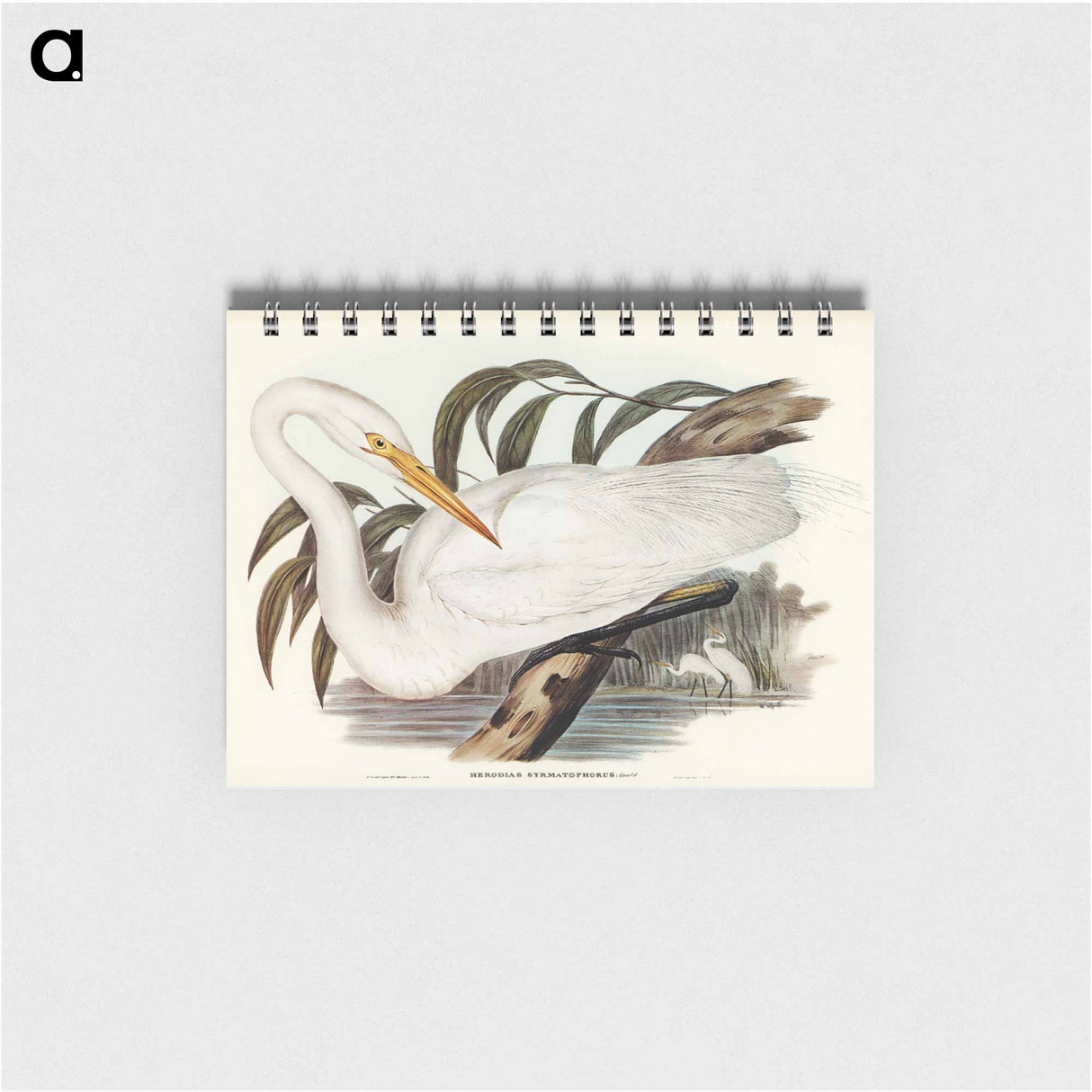 アートメモ帳-Australian Egret
- オーストラリアの鳥 Memo.
