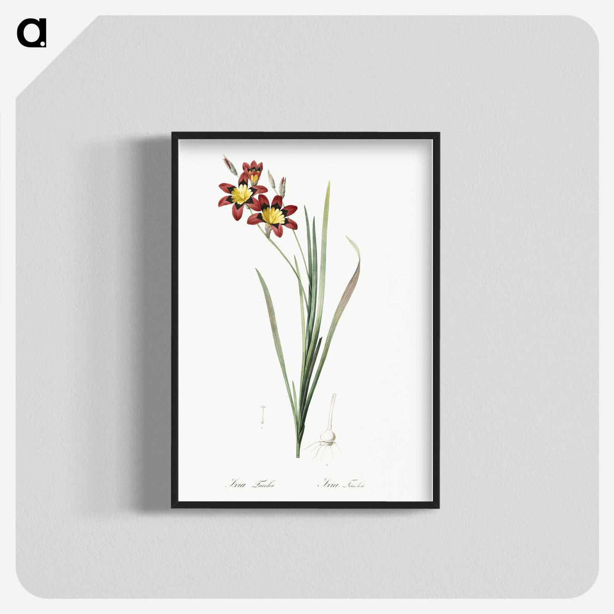 1-75_The-Lilies_blk-crop