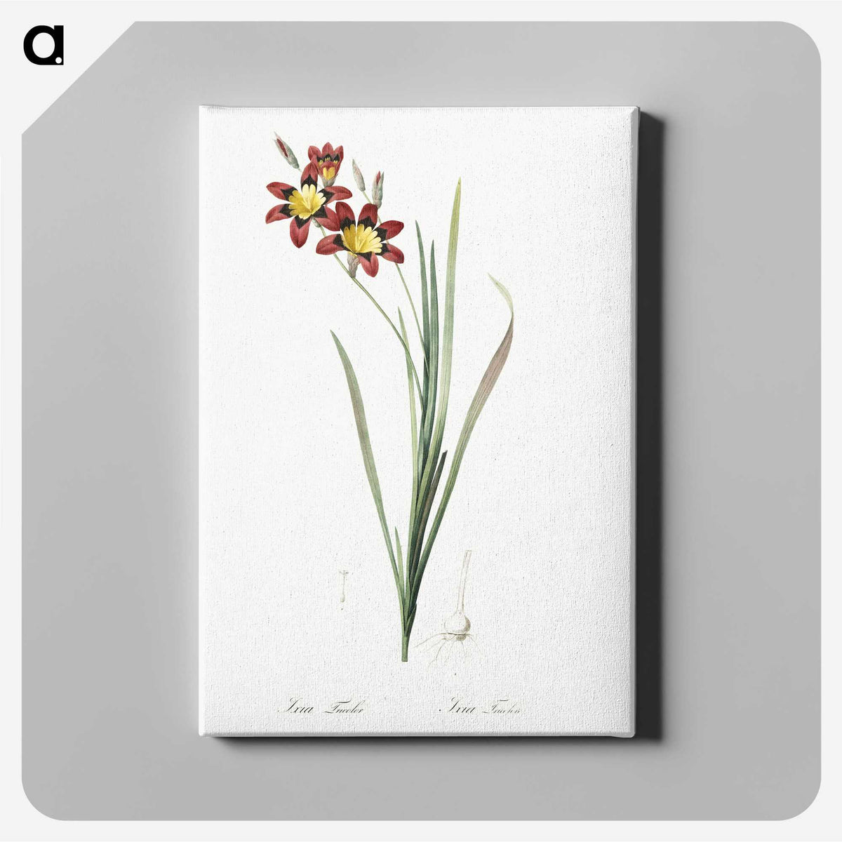 1-75_The-Lilies_canvas