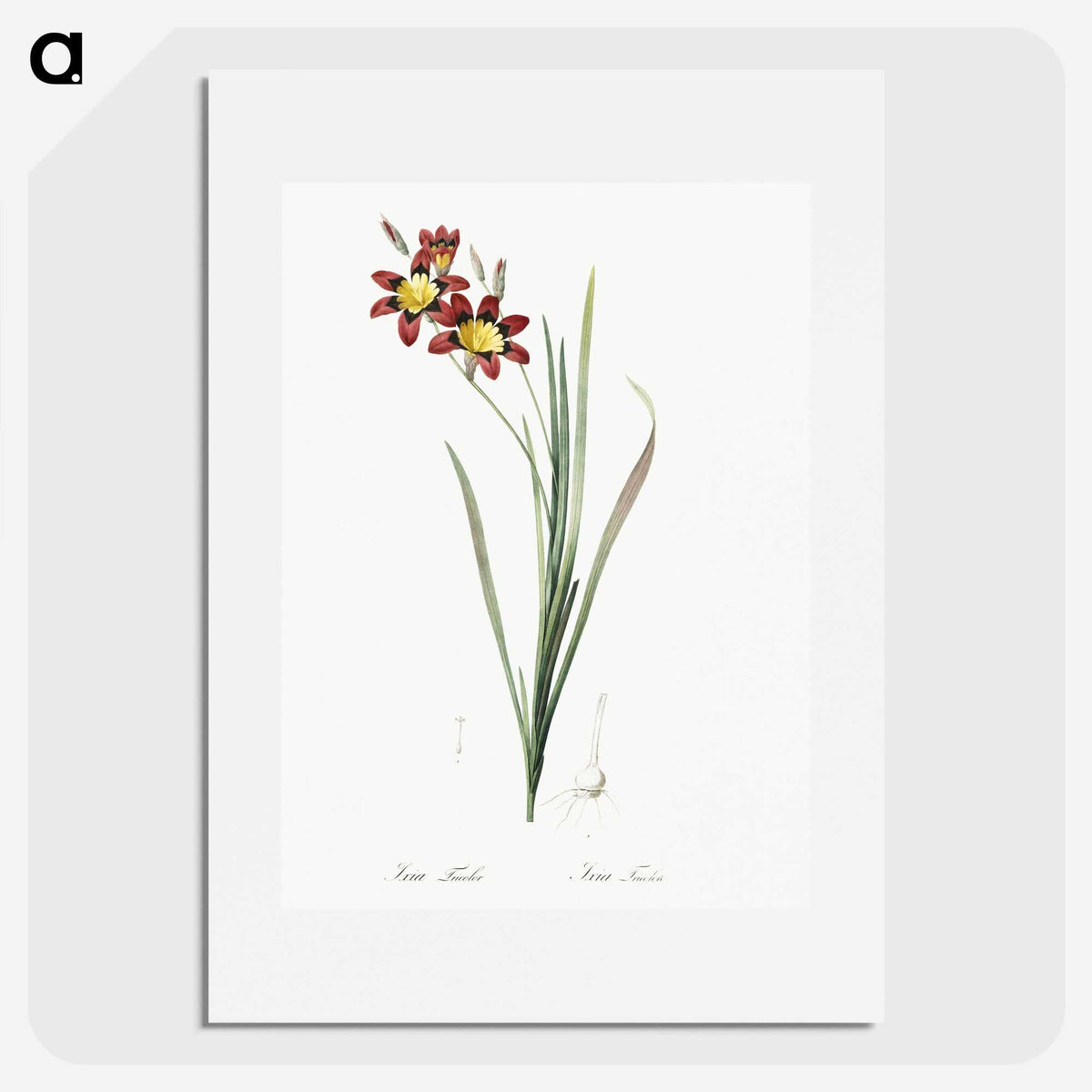 1-75_The-Lilies_picture