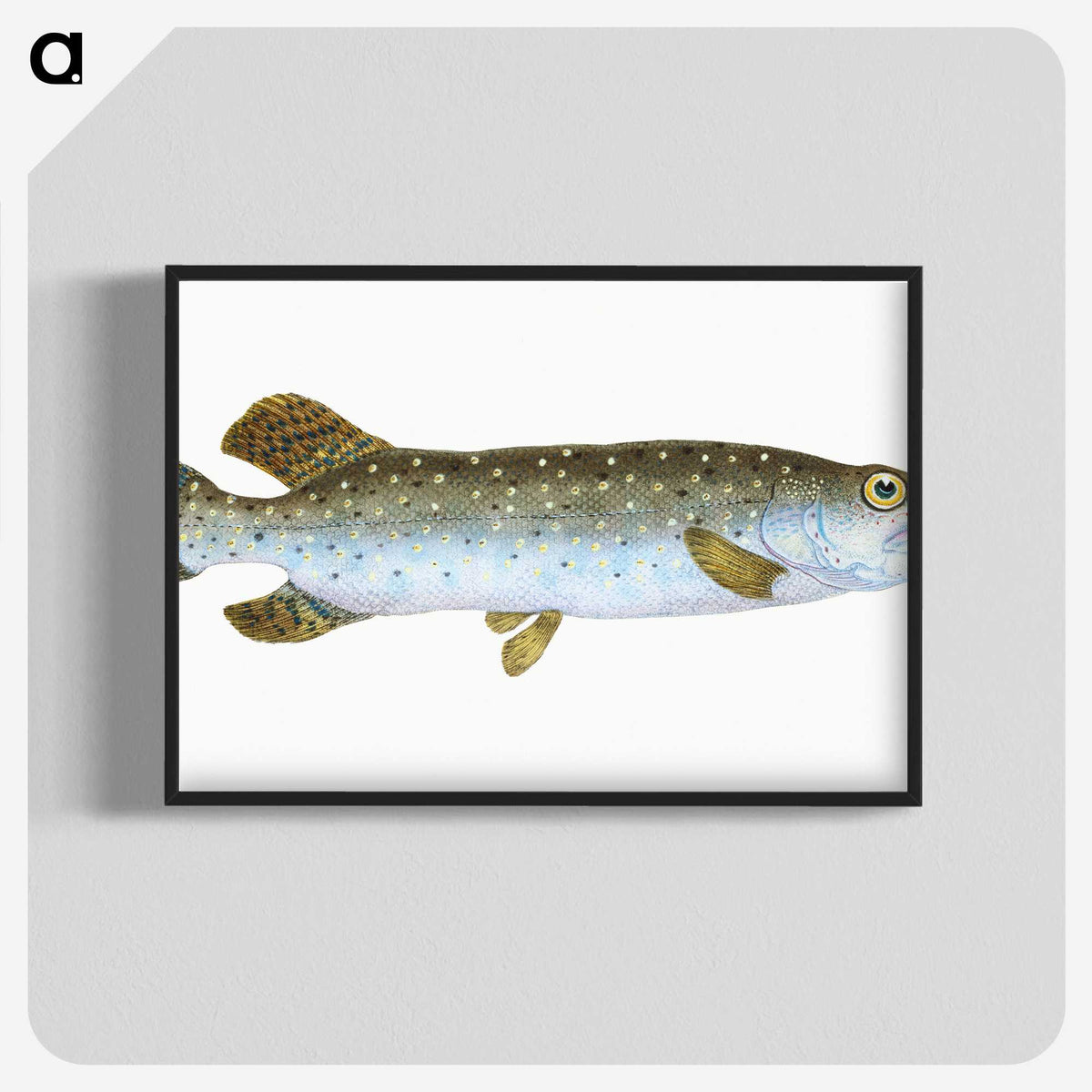 1-75_The-Natural-History-of-British-Fishes_blk-crop