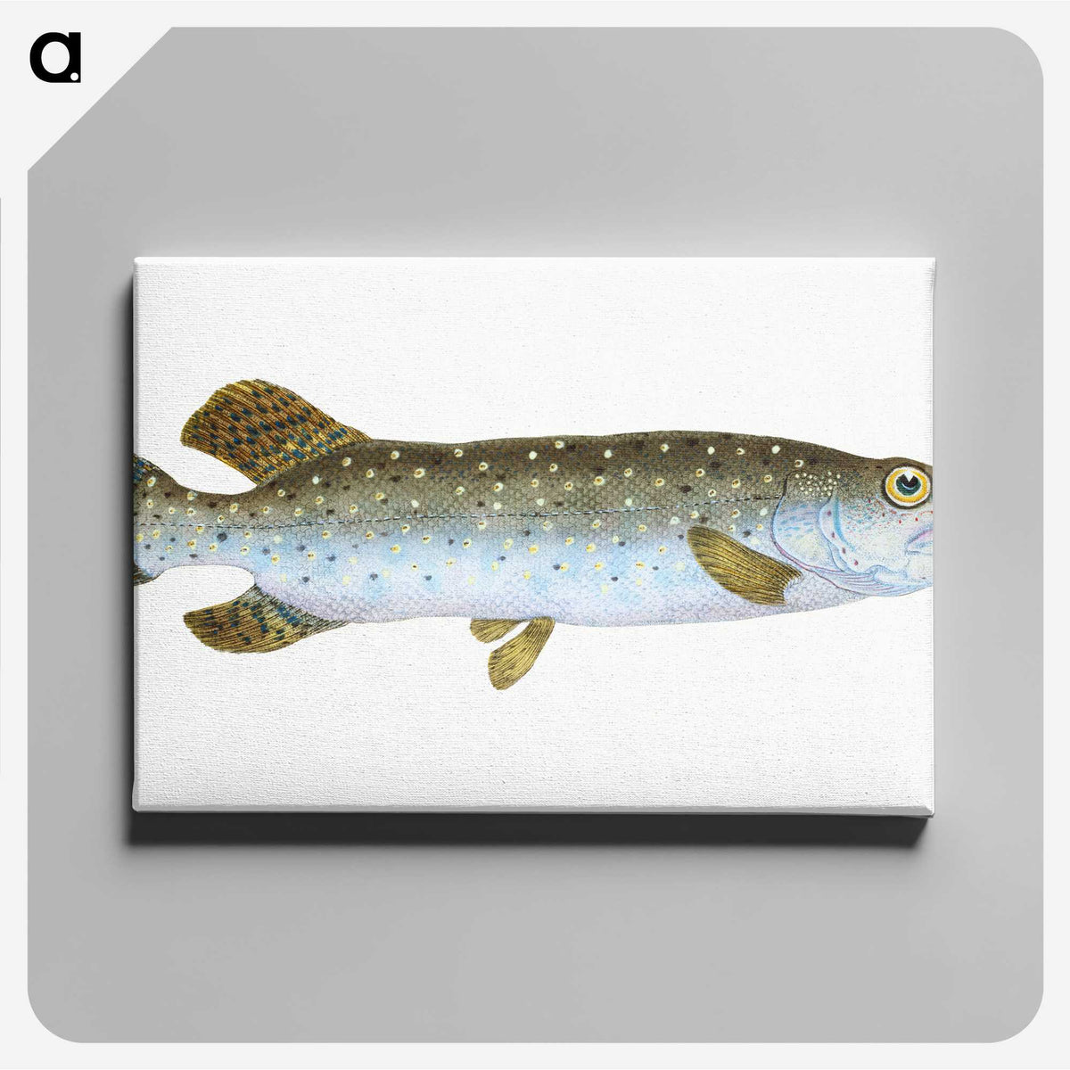 1-75_The-Natural-History-of-British-Fishes_canvas