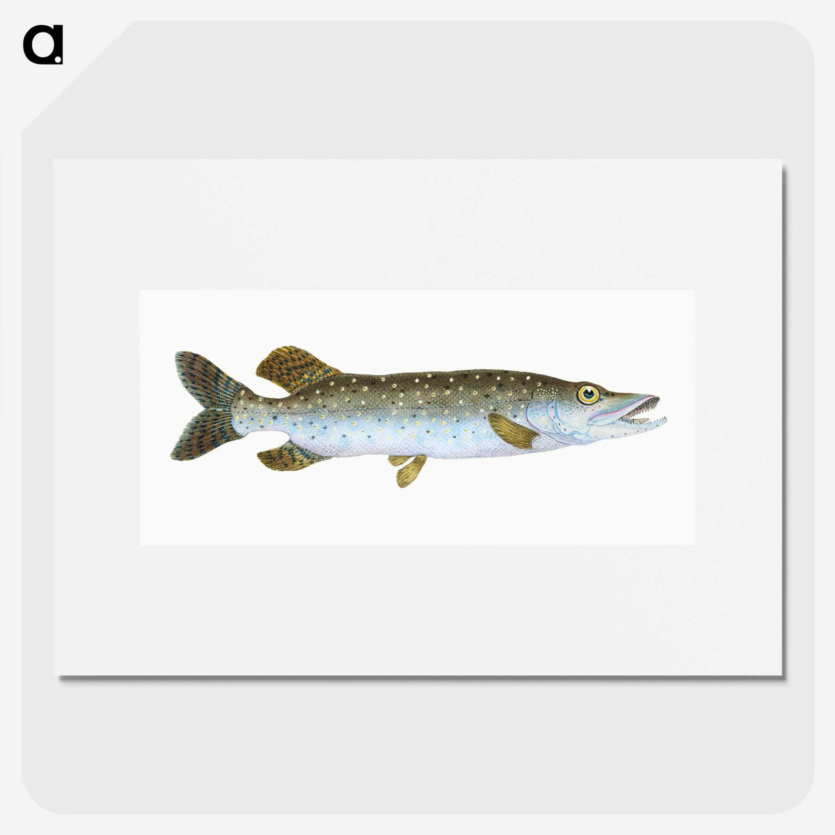 1-75_The-Natural-History-of-British-Fishes_picture