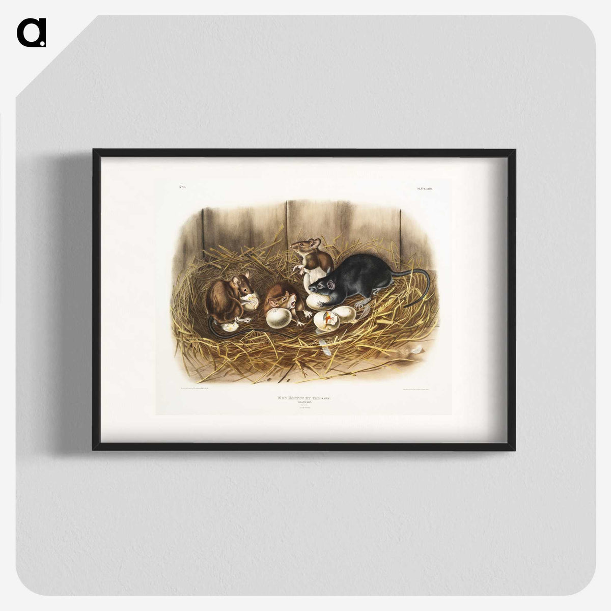 1-75_The-Viviparous-Quadrupeds_blk