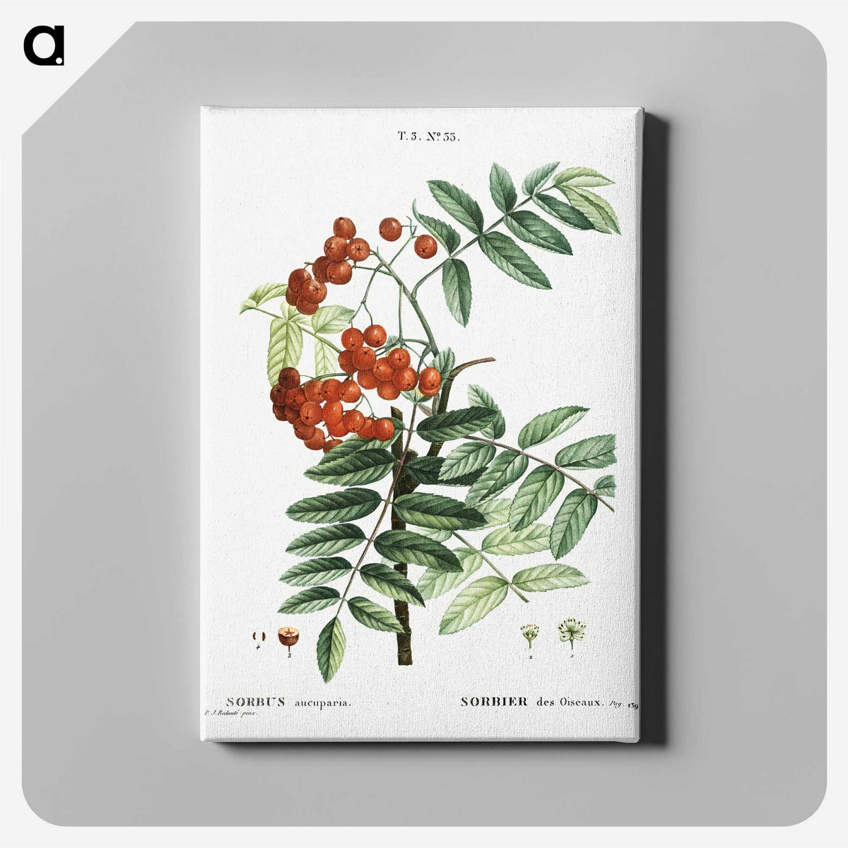 1-75_Treatise-on-Trees-and-Shrubs_canvas