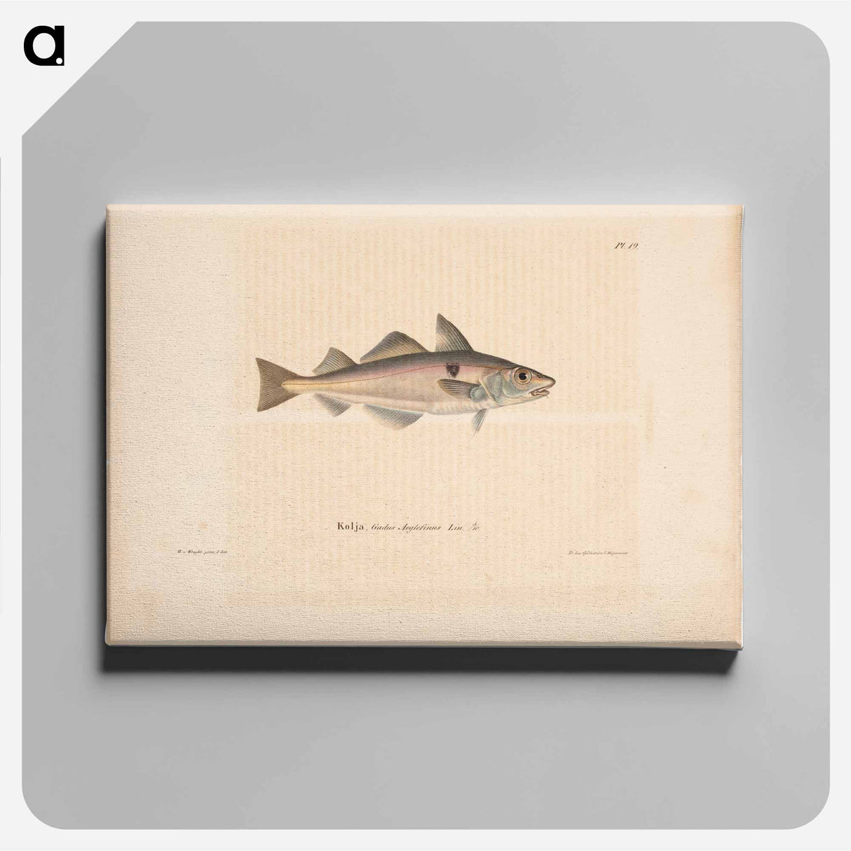 Haddock - Wilhelm von Wright Canvas.