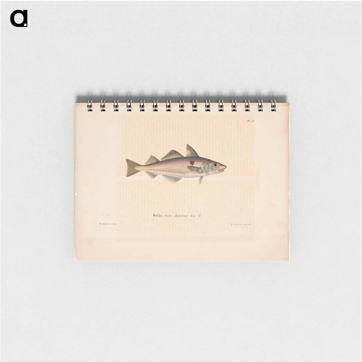 Haddock - ヴィルヘルム フォン ライト Memo.