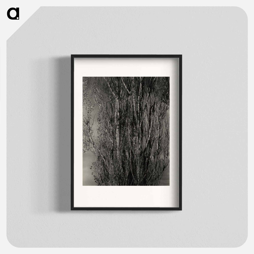 Dying Poplar and Live Branch - Lake George - アルフレッド スティーグリッツ Poster.