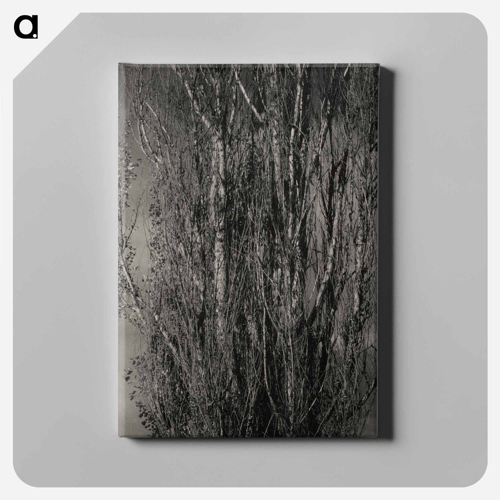 Dying Poplar and Live Branch - Lake George - アルフレッド スティーグリッツ Canvas.