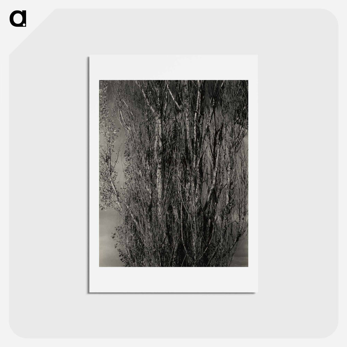 アートポストカード-Dying Poplar and Live Branch - Lake George - アルフレッド スティーグリッツ Postcard.