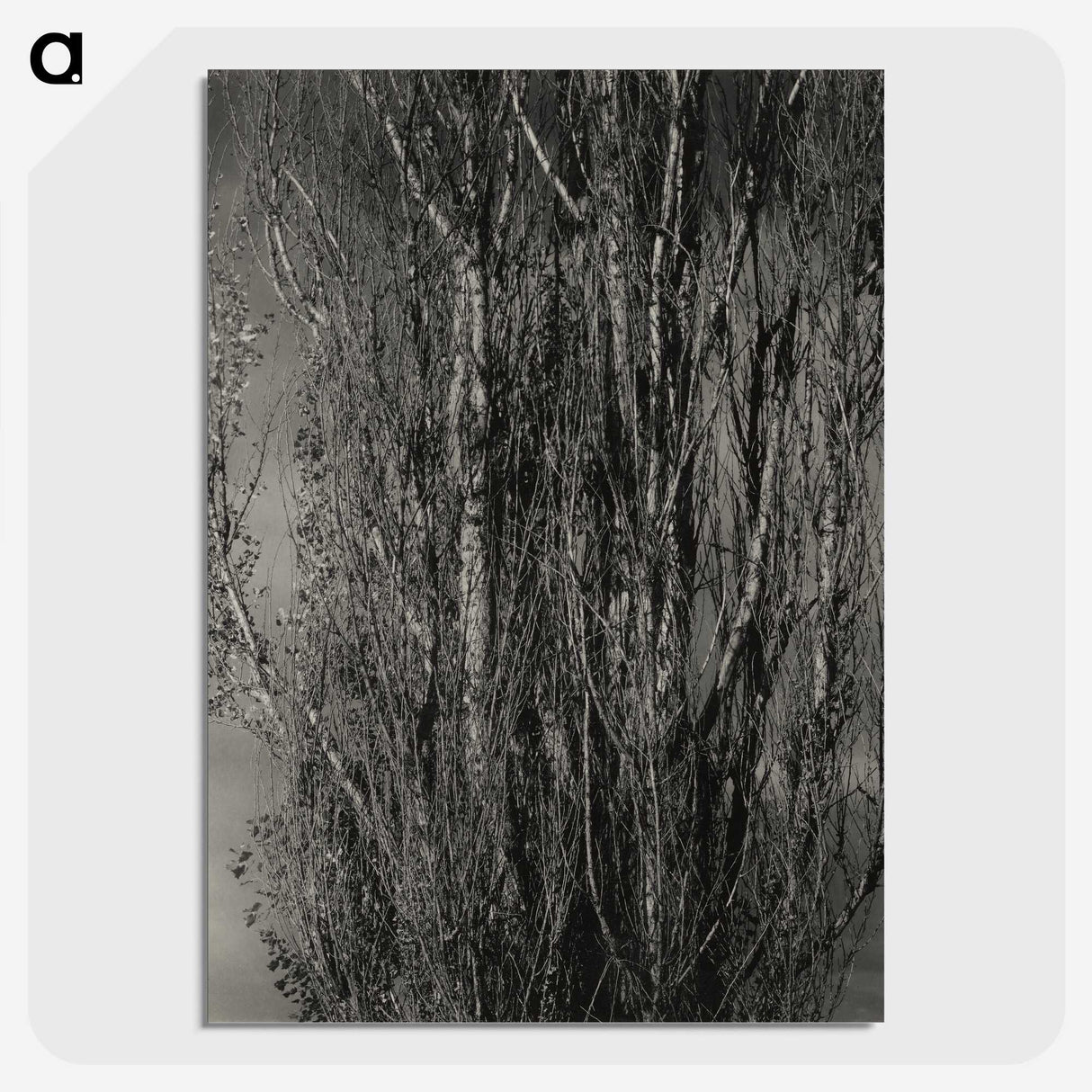 1-76_Alfred-Stieglitz_picture-crop