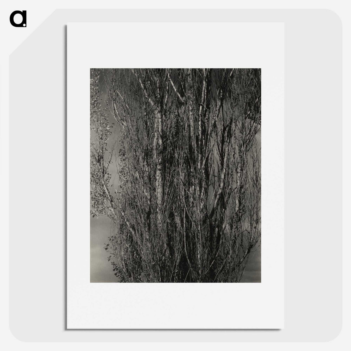 1-76_Alfred-Stieglitz_picture