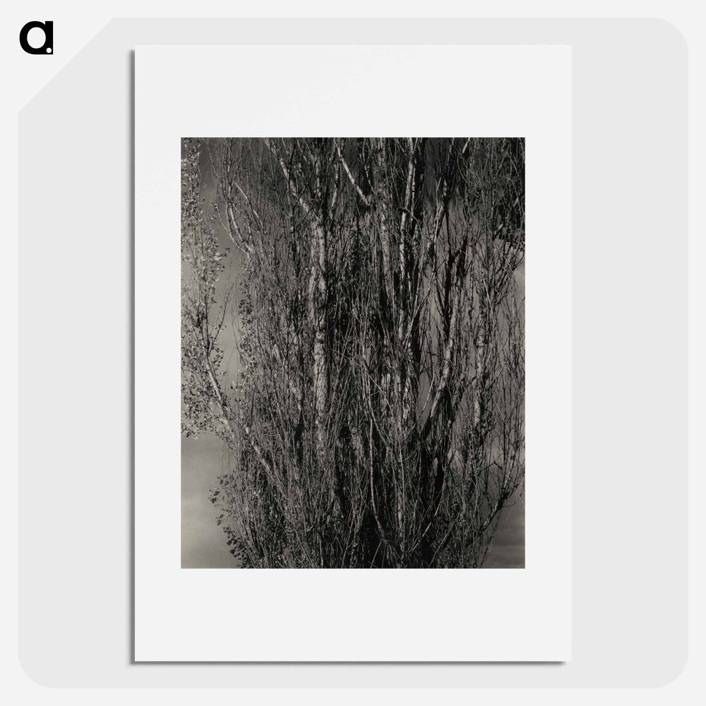Dying Poplar and Live Branch - Lake George - アルフレッド スティーグリッツ Poster.