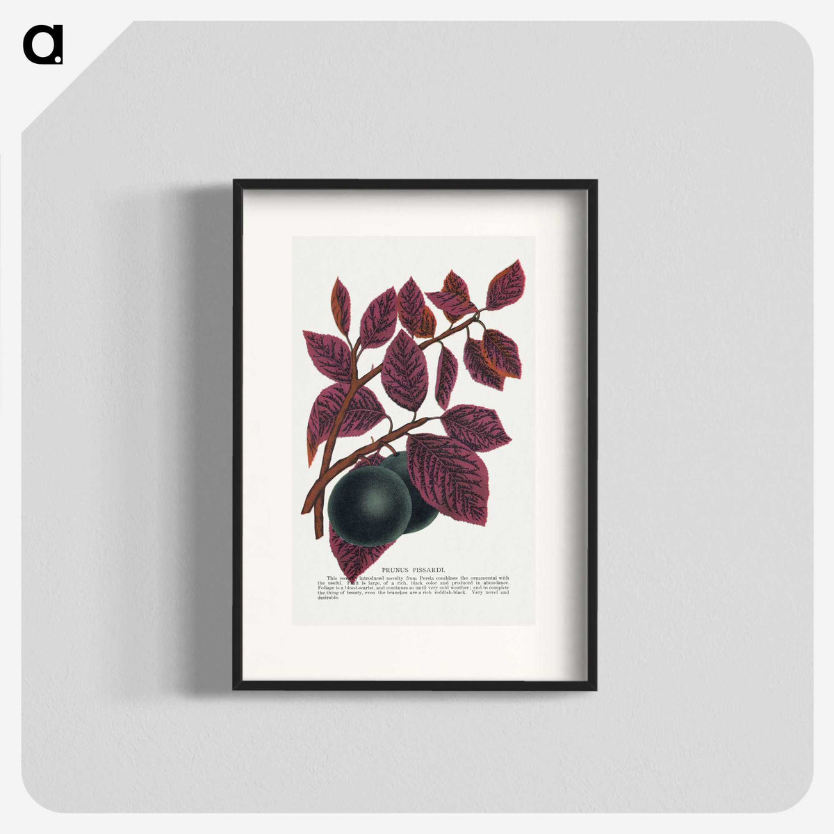 1-76_Botanical-Specimen-Plates_blk
