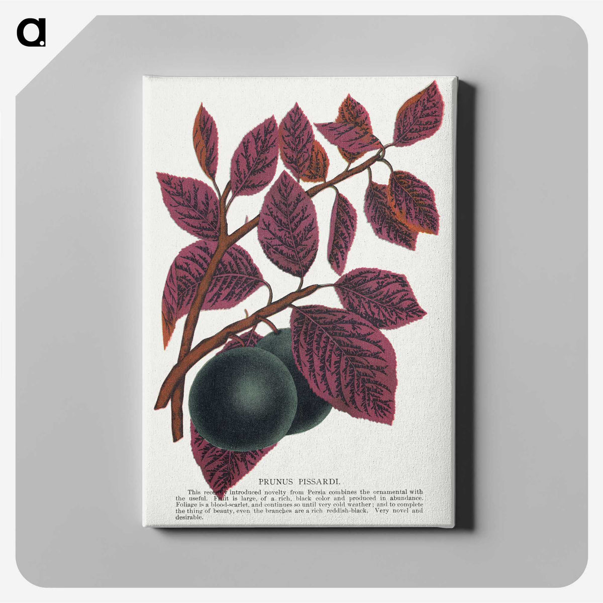 1-76_Botanical-Specimen-Plates_canvas
