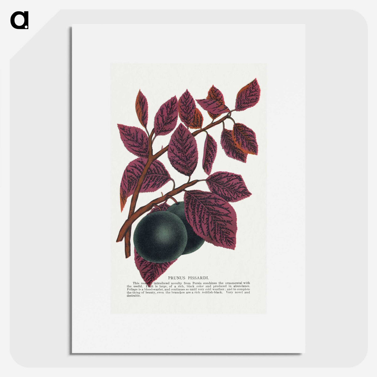 1-76_Botanical-Specimen-Plates_picture