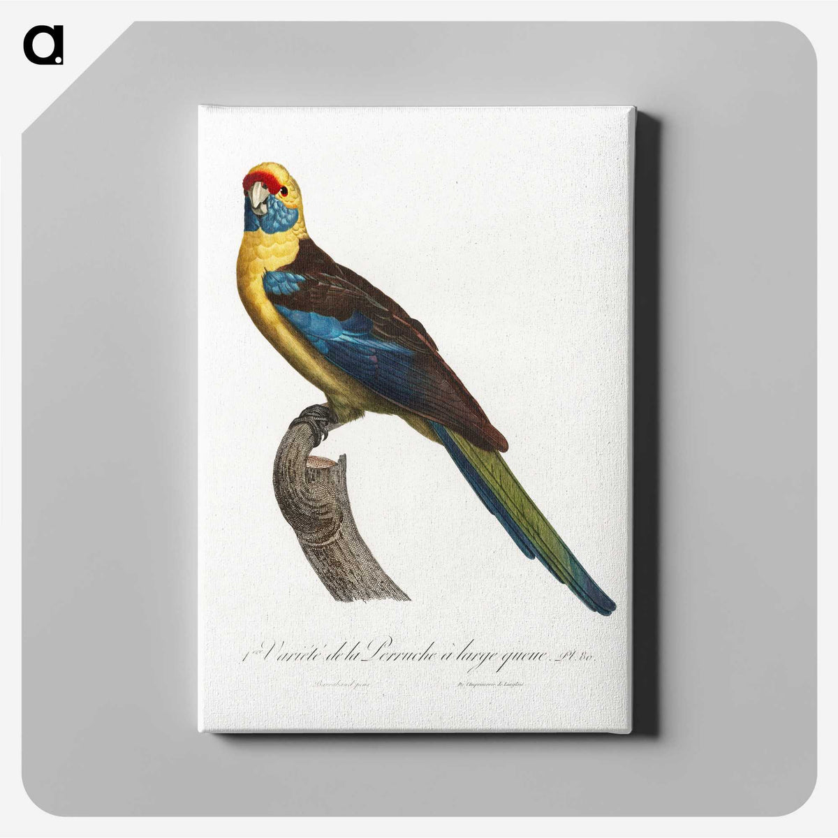 1-76_Francois-Levaillant_canvas