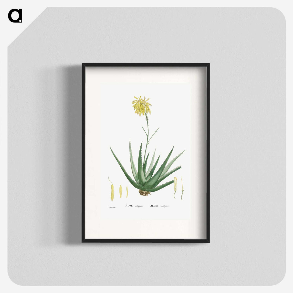 1-76_Histoire-des-Plantes-Grasses_blk