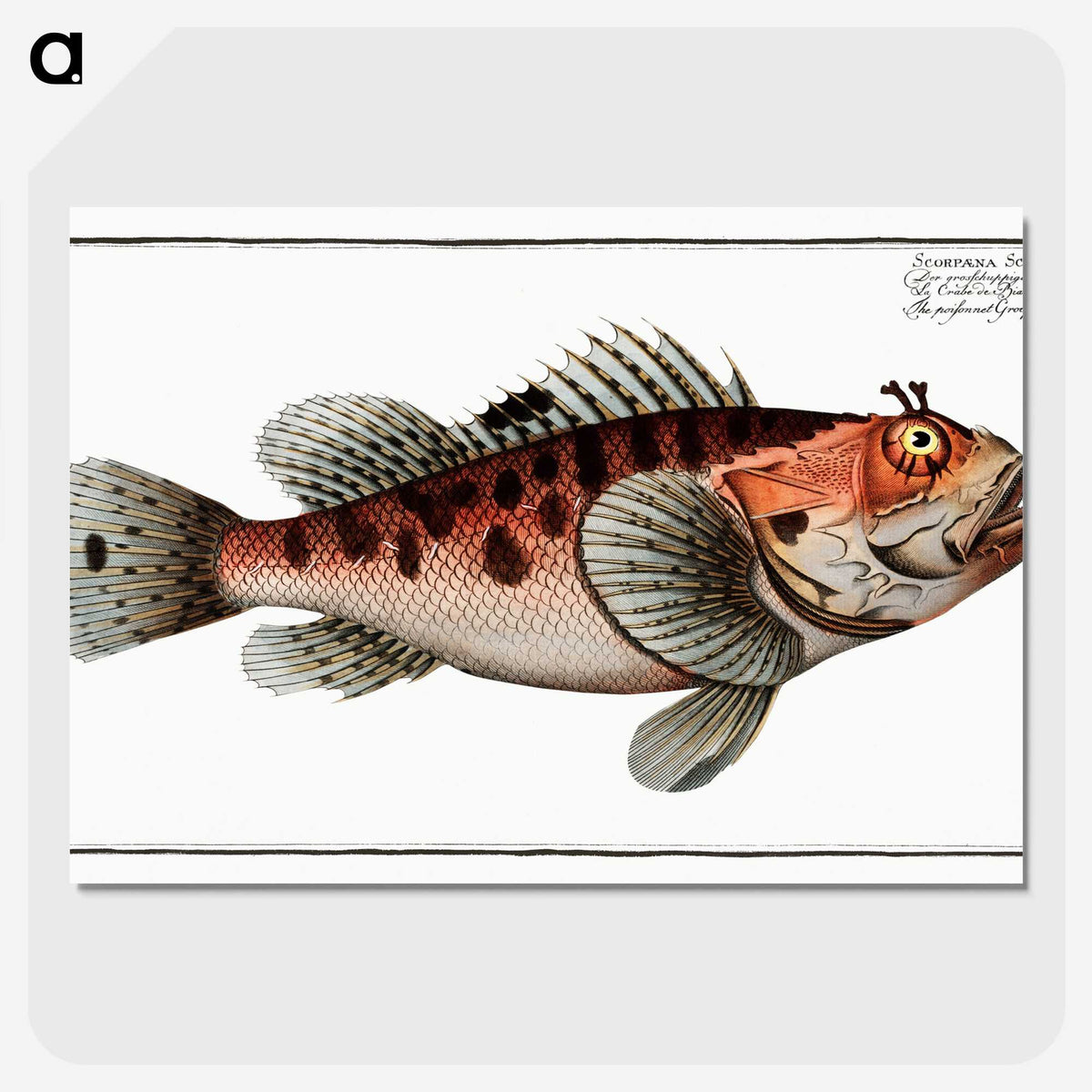 1-76_Ichtyologie-ou-Histoire-naturelle_picture-crop