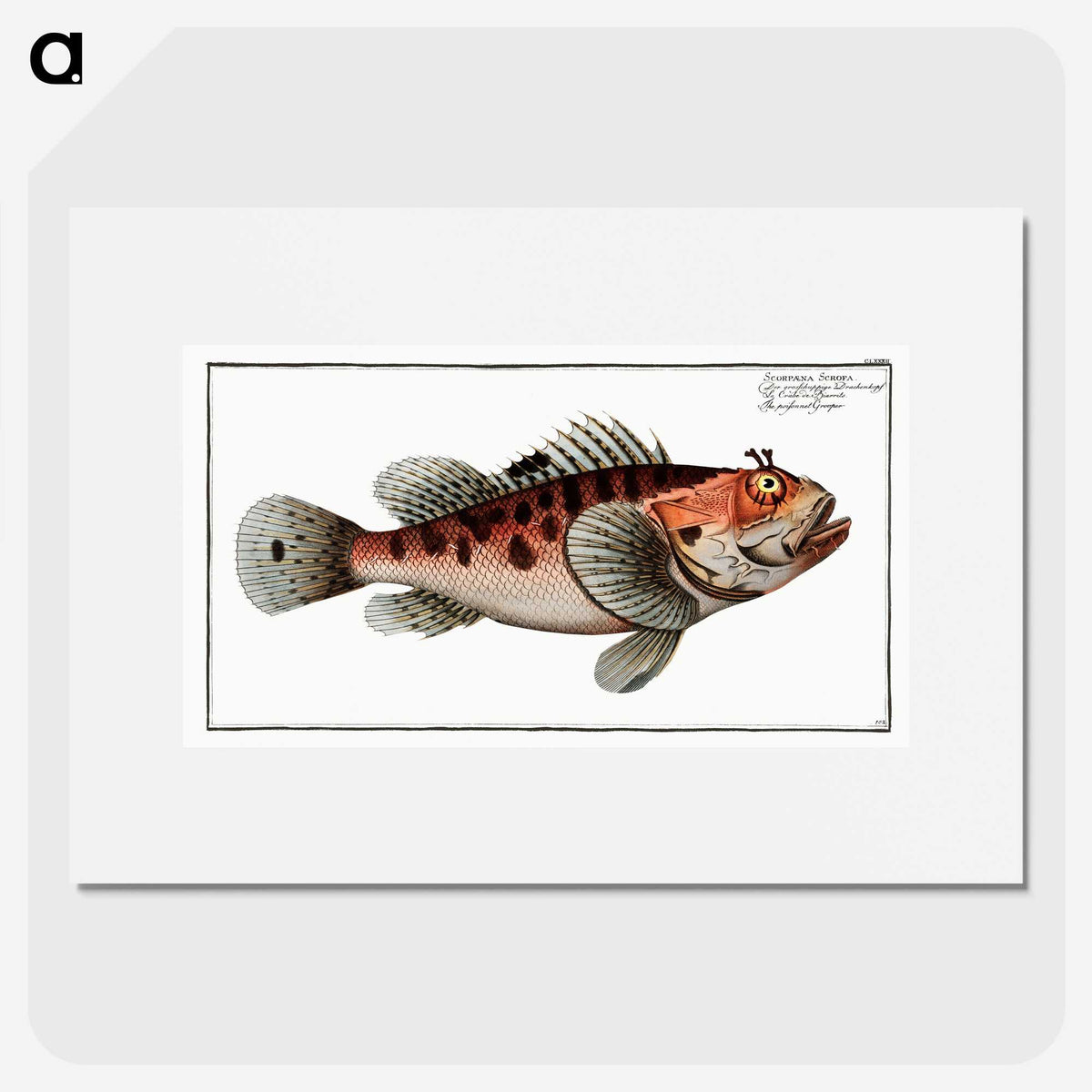 1-76_Ichtyologie-ou-Histoire-naturelle_picture