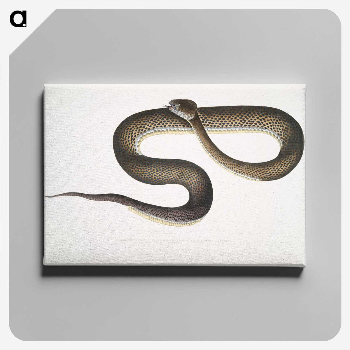 1-76_Indian-Zoology_canvas