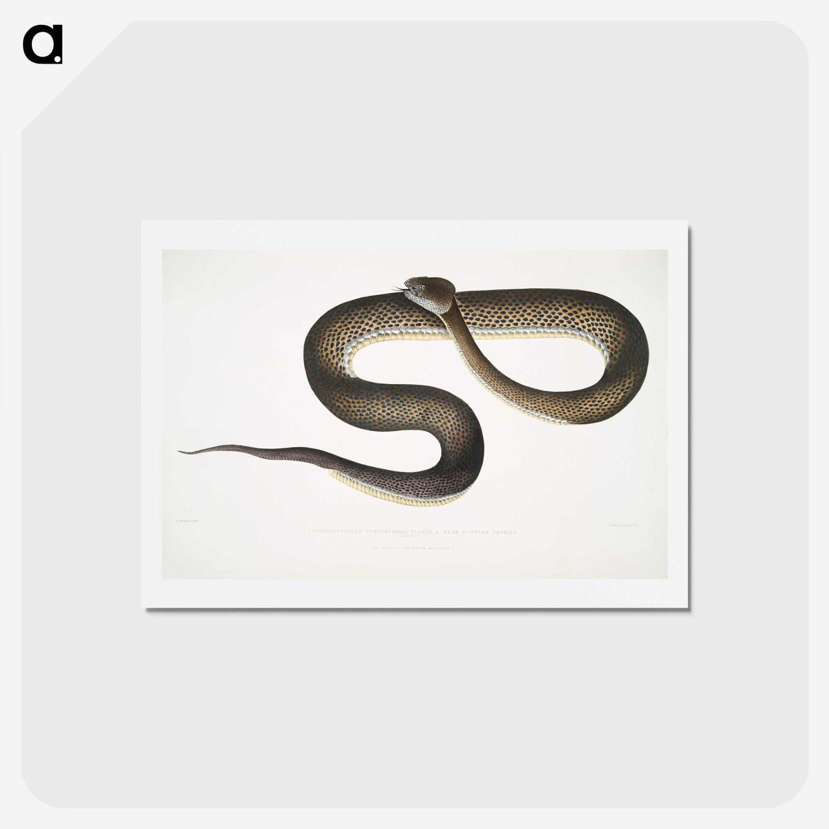 1-76_Indian-Zoology_hagaki