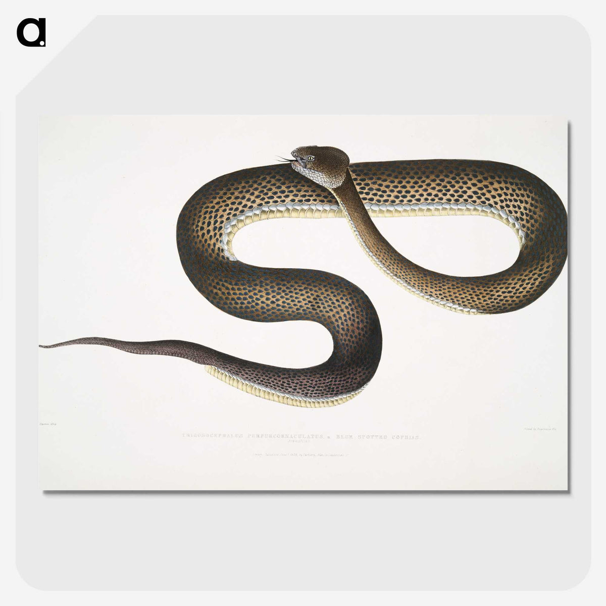 1-76_Indian-Zoology_picture-crop