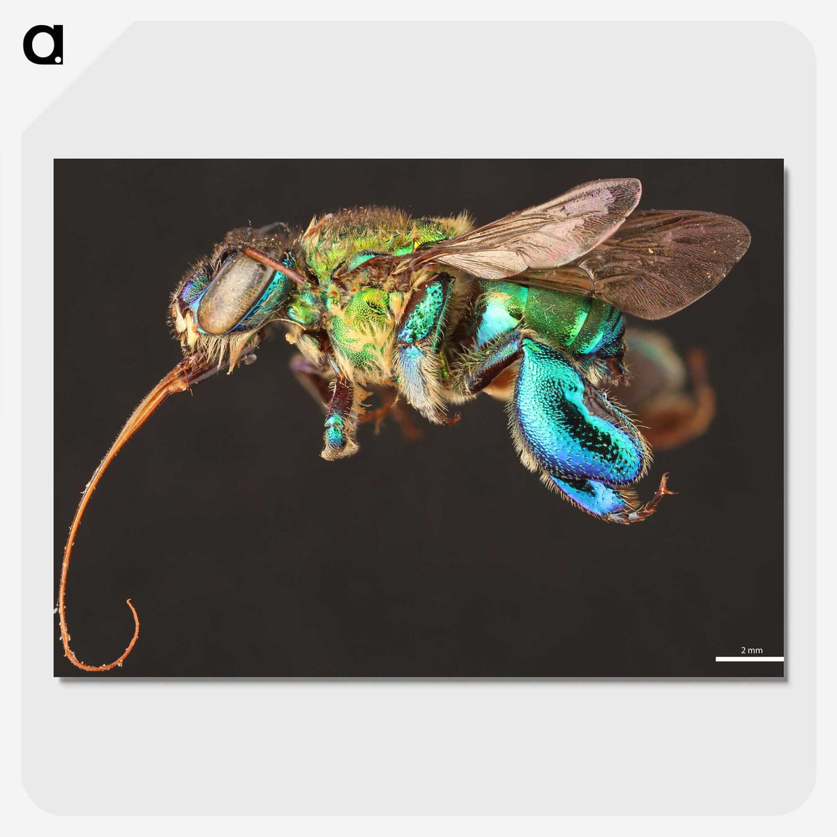 1-76_Insects-Unlocked-Project_picture-crop