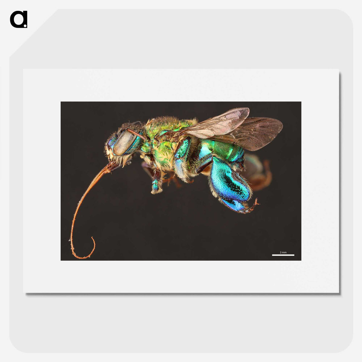 1-76_Insects-Unlocked-Project_picture